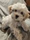 Shih-Poo Puppies for sale in Akron, CO 80720, USA. price: $750