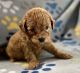 Shih-Poo Puppies for sale in Dundee, OH 44624, USA. price: $1,000
