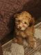 Shih-Poo Puppies for sale in 26435 S Maricopa Pl, Sun Lakes, AZ 85248, USA. price: $1,000