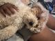 Shih-Poo Puppies for sale in Manhattan, New York, NY, USA. price: NA
