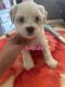 Shih-Poo Puppies for sale in Pikeville, TN 37367, USA. price: $150