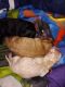 Shih-Poo Puppies for sale in Irondequoit, NY, USA. price: $800