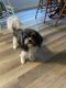 Shih-Poo Puppies for sale in KY-259, Hardinsburg, KY, USA. price: $400