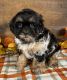 Shih-Poo Puppies for sale in Beach City, OH 44608, USA. price: $1,495