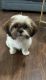 Shih-Poo Puppies for sale in Mt Pleasant, TX 75455, USA. price: $400