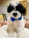 Shih-Poo Puppies for sale in Fort Collins, CO, USA. price: $500