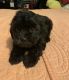 Shih-Poo Puppies for sale in South Elgin, IL, USA. price: $900