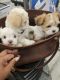 Shih-Poo Puppies for sale in North Attleborough, MA, USA. price: $2,000