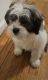 Shih-Poo Puppies for sale in Simsbury, CT 06070, USA. price: $600