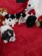 Shih-Poo Puppies for sale in Albion Park NSW 2527, Australia. price: $2,500