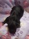 Shih-Poo Puppies for sale in Chadbourn, North Carolina. price: $700