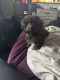 Shih-Poo Puppies for sale in Madison, WI, USA. price: $400