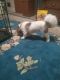 Shih-Poo Puppies for sale in Sumter, South Carolina. price: $900