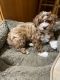 Shih-Poo Puppies for sale in Franklin Square, New York. price: $1,400