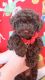 Shih-Poo Puppies for sale in Bowling Green, Kentucky. price: $900