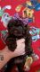 Shih-Poo Puppies for sale in Horse Cave, Kentucky. price: $900