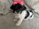 Shih-Poo Puppies for sale in Fitchburg, Massachusetts. price: $1,000