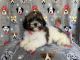 Shih-Poo Puppies for sale in Lakeland, Florida. price: $500