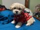 Shih-Poo Puppies for sale in Jurupa Valley, CA, USA. price: $650