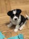 Shih-Poo Puppies for sale in New York, New York. price: $750