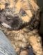 Shih-Poo Puppies for sale in Vallejo, CA, USA. price: $600