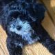 Shih-Poo Puppies for sale in Gastonia, NC, USA. price: $600