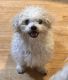 Shih-Poo Puppies for sale in Richfield, Wisconsin. price: $375
