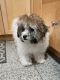 Shih-Poo Puppies for sale in Brooklyn, New York. price: $1,000
