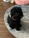 Shih-Poo Puppies for sale in Las Vegas, Nevada. price: $750