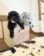 Shih-Poo Puppies for sale in South Orange, NJ 07079, USA. price: NA