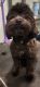 Shih-Poo Puppies for sale in Elkhart, Indiana. price: $550