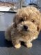 Shih-Poo Puppies for sale in Brentwood, New York. price: $1,500