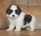 Shih-Poo Puppies for sale in Celina, OH 45822, USA. price: NA