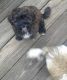 Shih-Poo Puppies for sale in Cary, NC, USA. price: NA