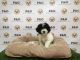 Shih-Poo Puppies for sale in Los Angeles, CA, USA. price: $950