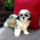Shih-Poo Puppies for sale in Detroit, MI, USA. price: $350