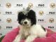 Shih-Poo Puppies for sale in Los Angeles, CA, USA. price: $750