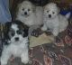 Shih-Poo Puppies for sale in Orlando, FL, USA. price: NA