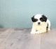 Shih-Poo Puppies for sale in Los Angeles, CA, USA. price: $500