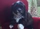 Shih-Poo Puppies for sale in Clayton, DE, USA. price: NA