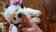 Shih-Poo Puppies for sale in Burr Oak, MI 49030, USA. price: $400