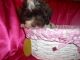 Shih-Poo Puppies for sale in Detroit, MI, USA. price: $550