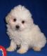 Shih-Poo Puppies for sale in Cambridge, MA, USA. price: $500