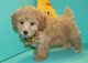 Shih-Poo Puppies for sale in Cambridge, MA, USA. price: NA