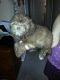 Shih-Poo Puppies for sale in Berkeley, CA, USA. price: NA