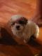 Shih-Poo Puppies for sale in Ozone, Sherman Township, AR 72854, USA. price: NA