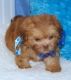 Shih-Poo Puppies for sale in Dallas, TX, USA. price: NA