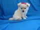 Shih-Poo Puppies for sale in Los Angeles, CA, USA. price: $399