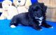 Shih-Poo Puppies for sale in Lakewood, CO, USA. price: $500