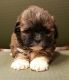 Shih-Poo Puppies for sale in East Los Angeles, CA, USA. price: NA